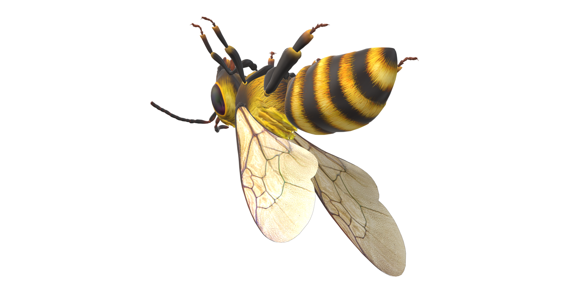 Bee isolated on a Transparent Background png