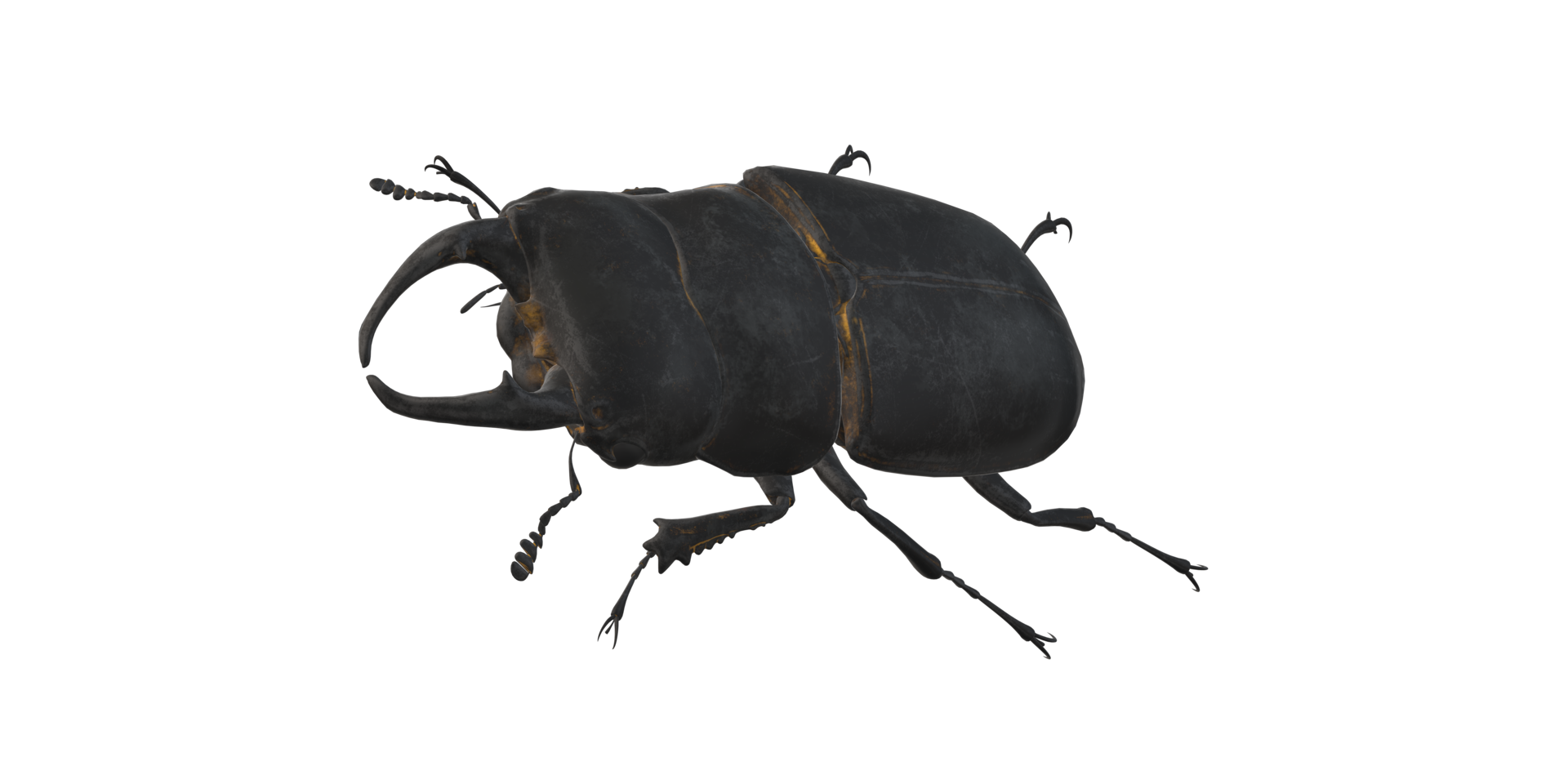 Stag Beetle isolated on a Transparent Background png