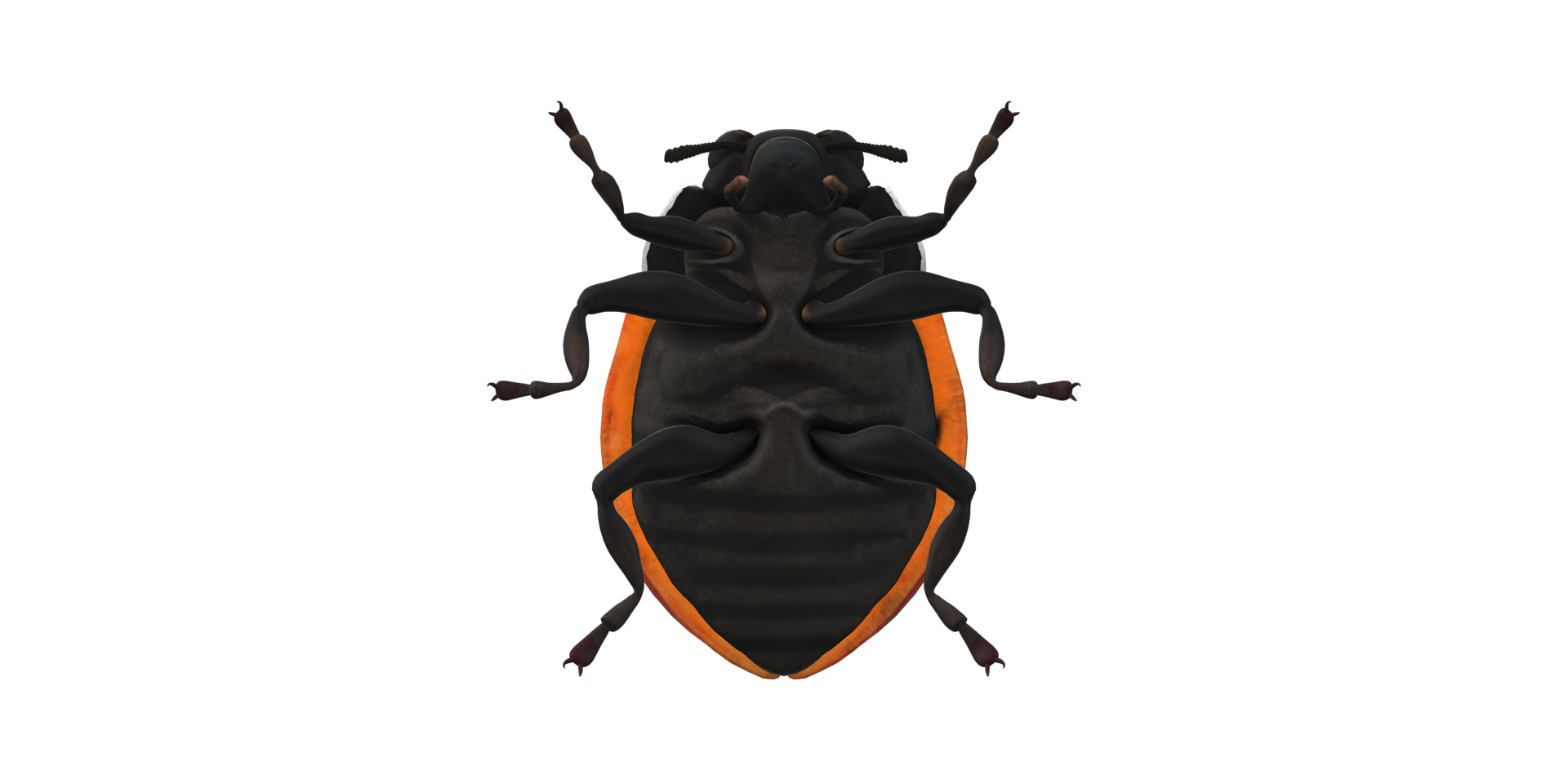 Ladybug isolated on a Transparent Background png