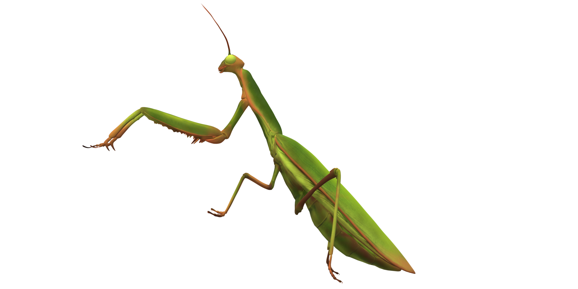 Praying Mantis isolated on a Transparent Background png