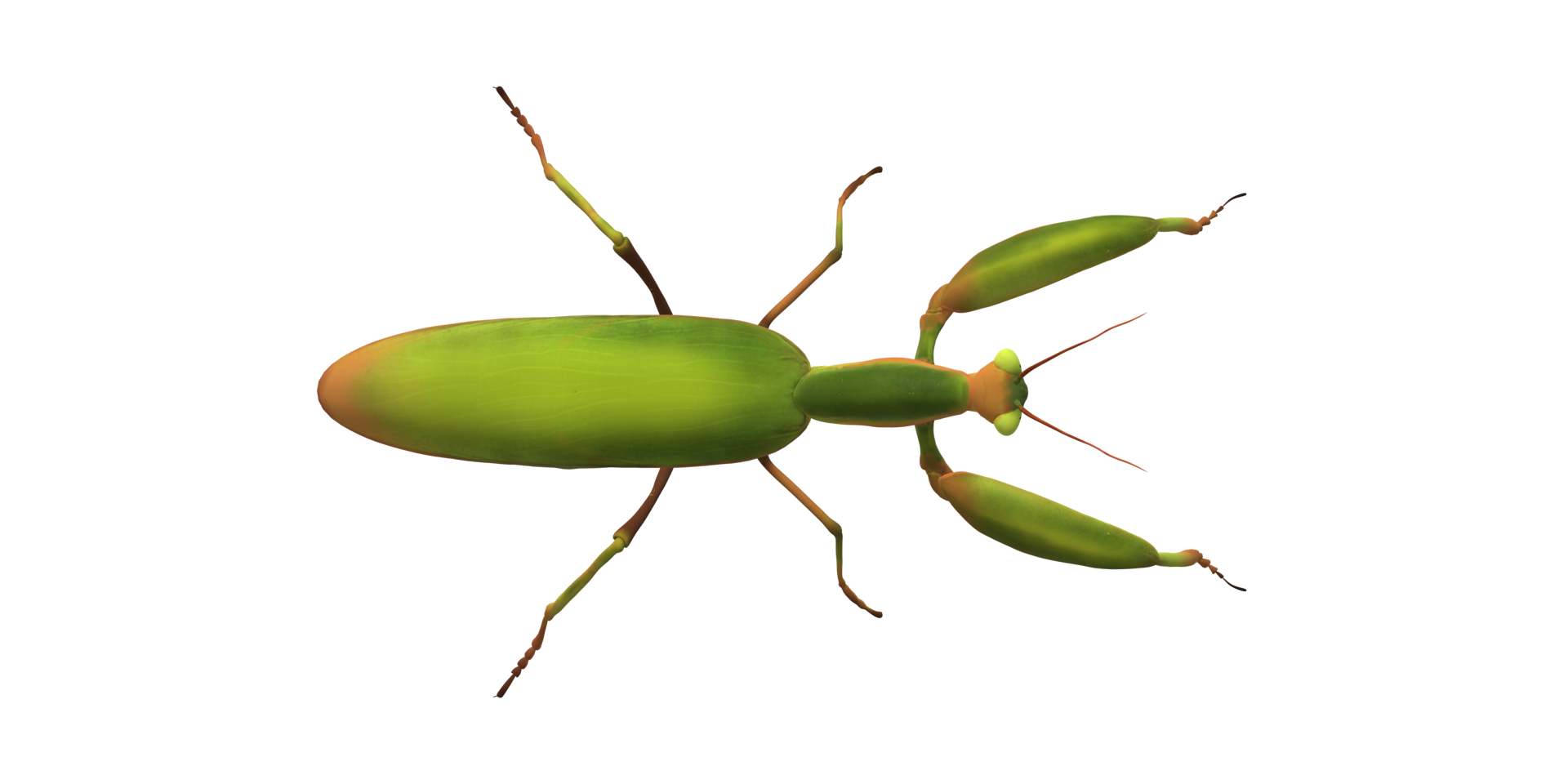 Praying Mantis isolated on a Transparent Background png