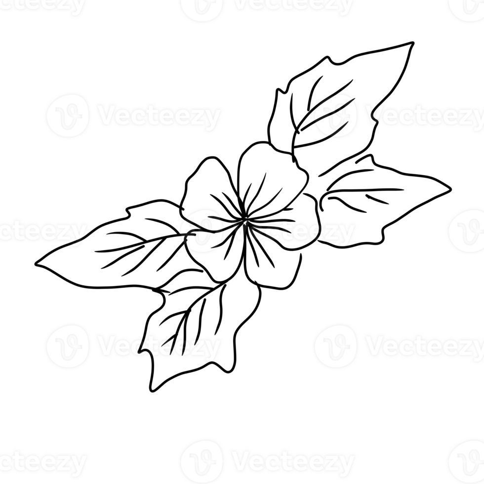 line art flower botanical illustration 24253335 PNG