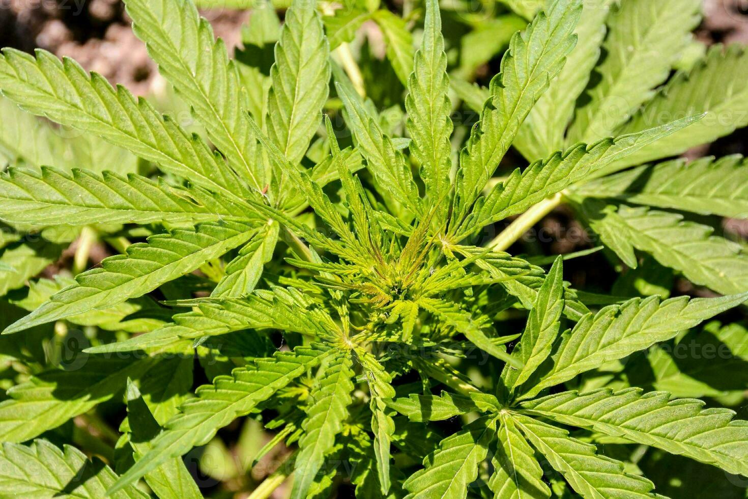 Weed plant close-up photo