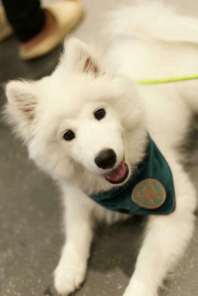 cerca arriba encantador Samoyedo perro mirando arriba con linda cara foto