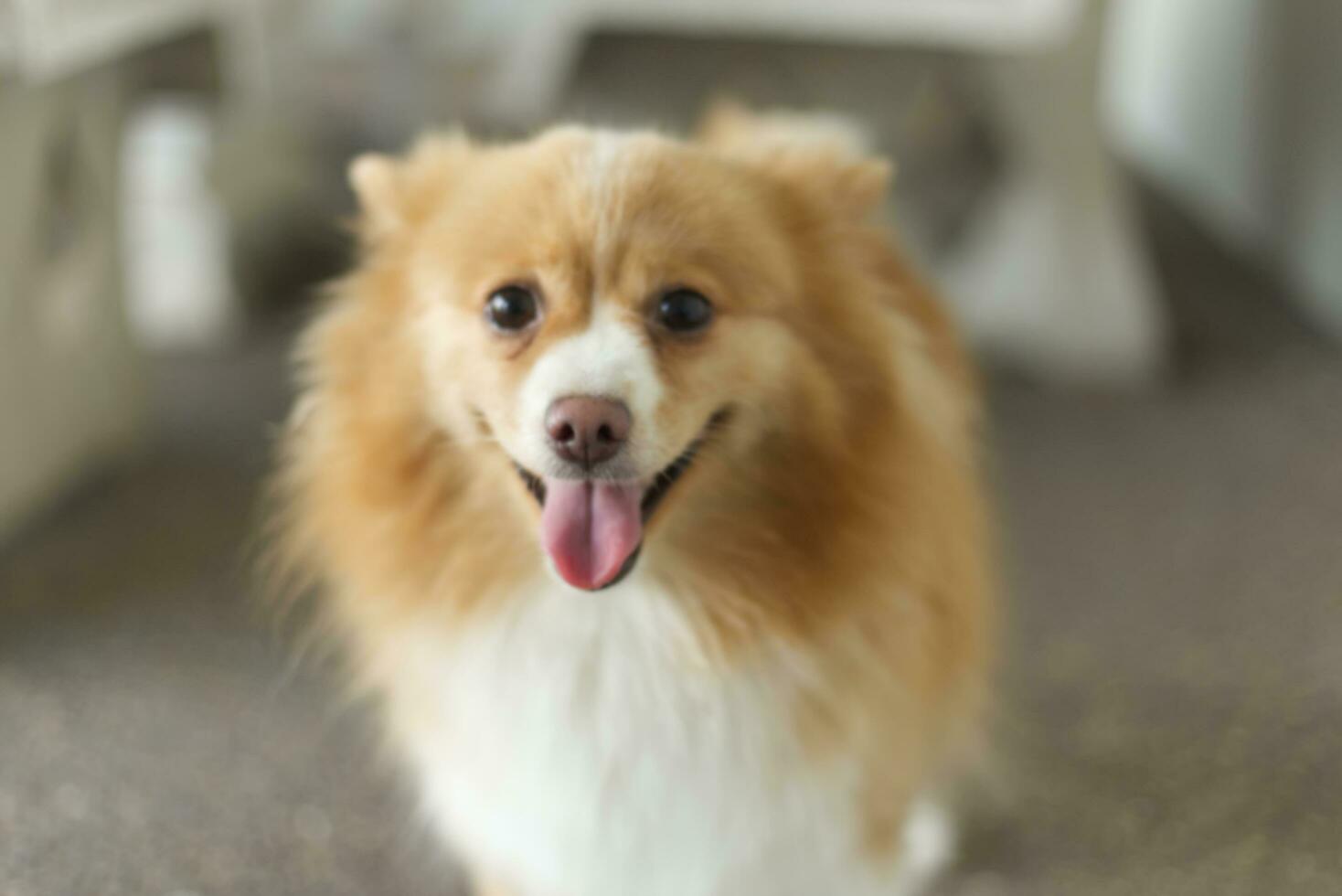 cerca arriba encantador pomeranio perro mirando arriba con linda cara foto