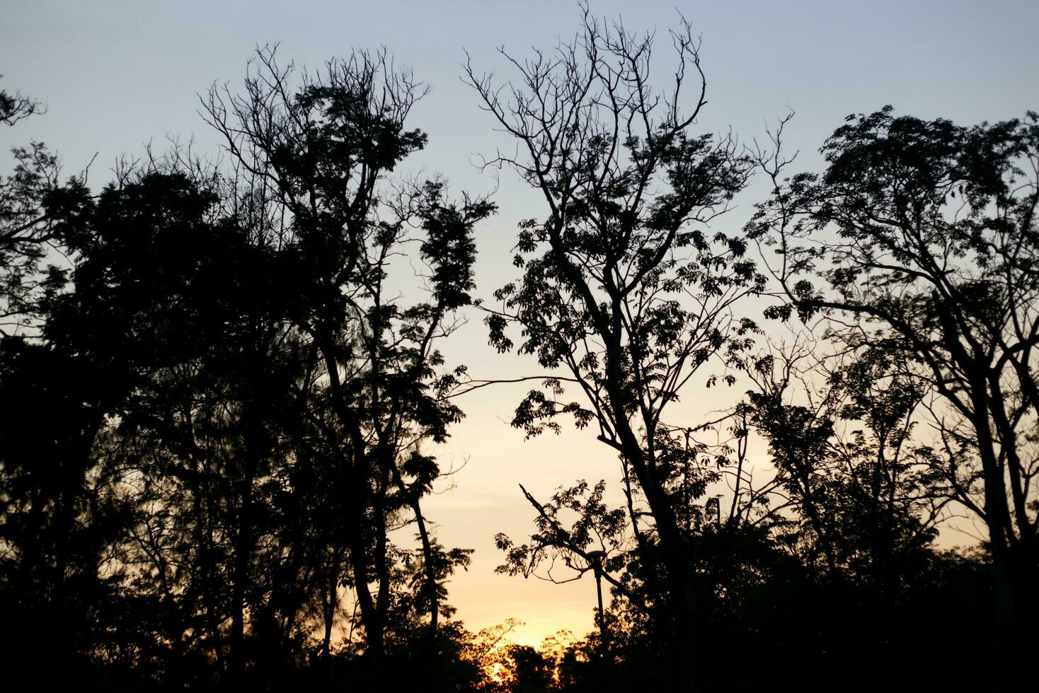 tree shadow with sunrise sunset sky time background photo