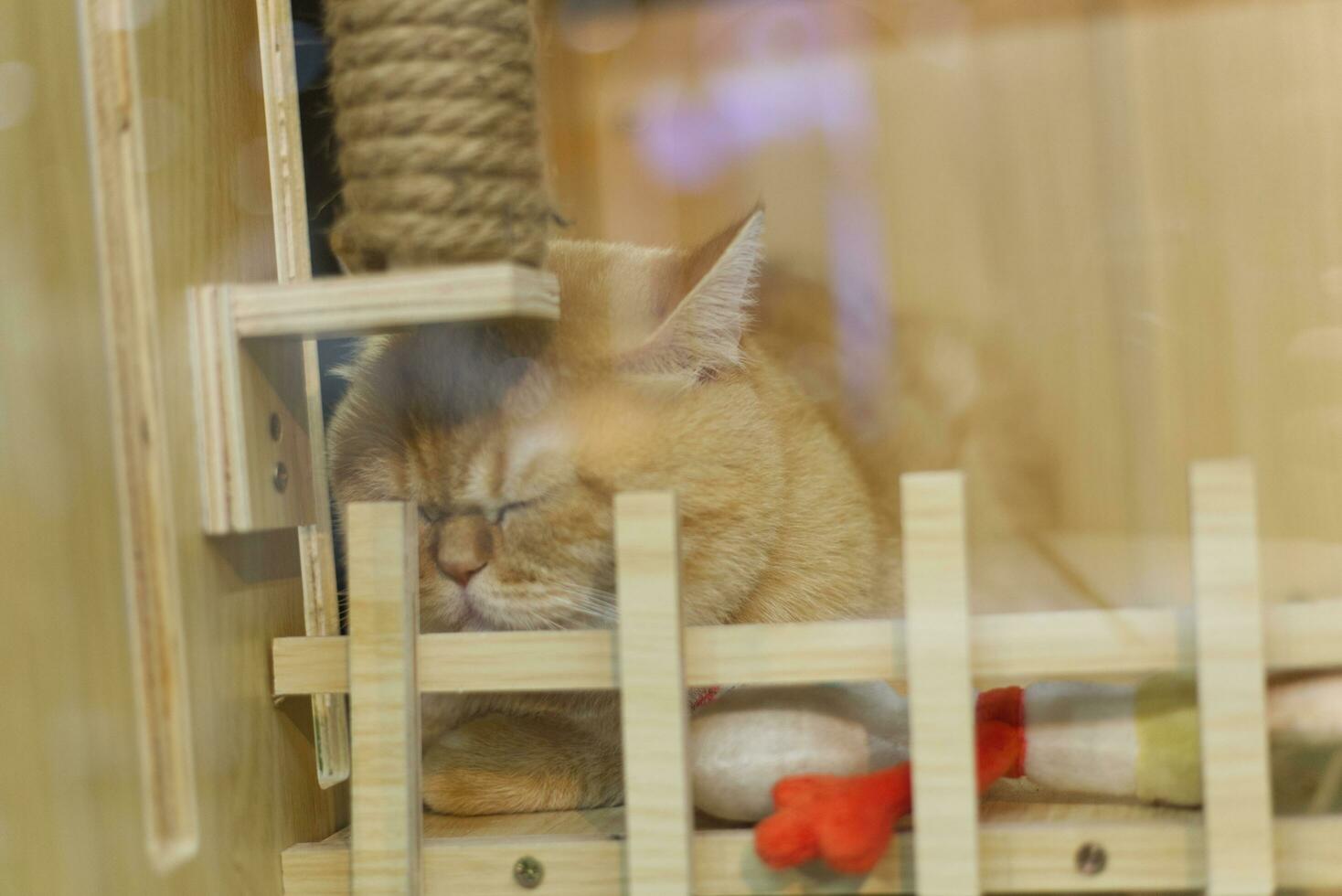 close up portrait of a Scottish Fold cat in cat house box photo