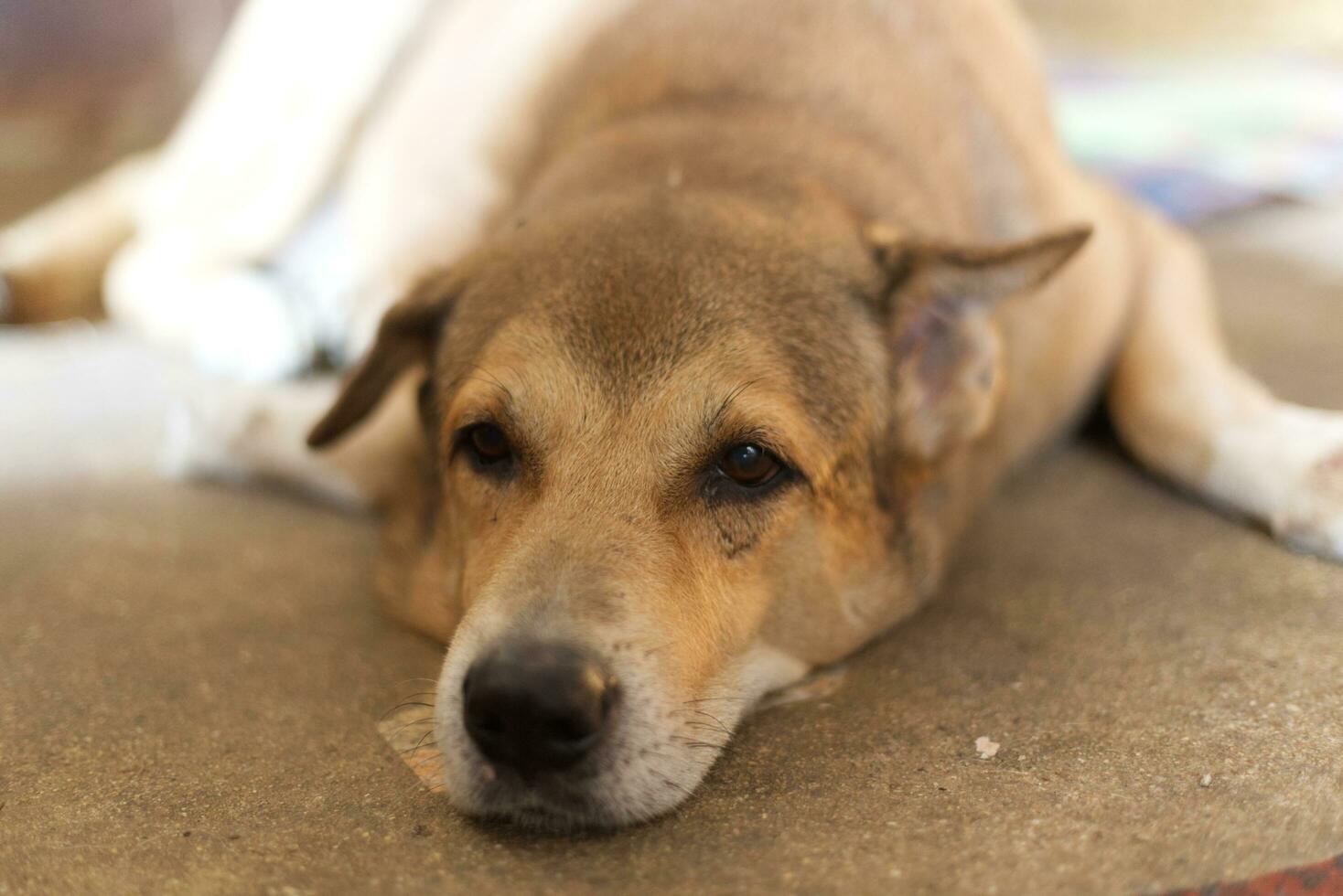 close up dark brown white dog siting down on ground floor photo