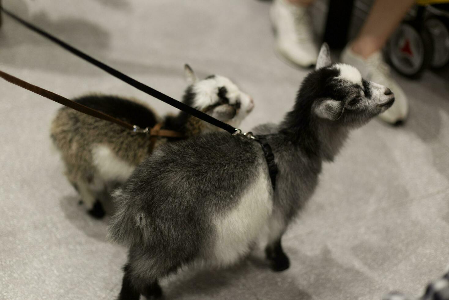 Mini Pygmy Goats on dog leash on the floor in the pet expo with people