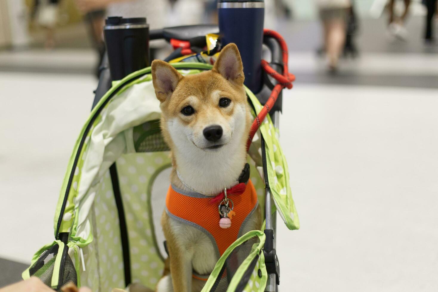 close up lovely white brown Shiba Inu dog looking up with cute face in the dog cart photo