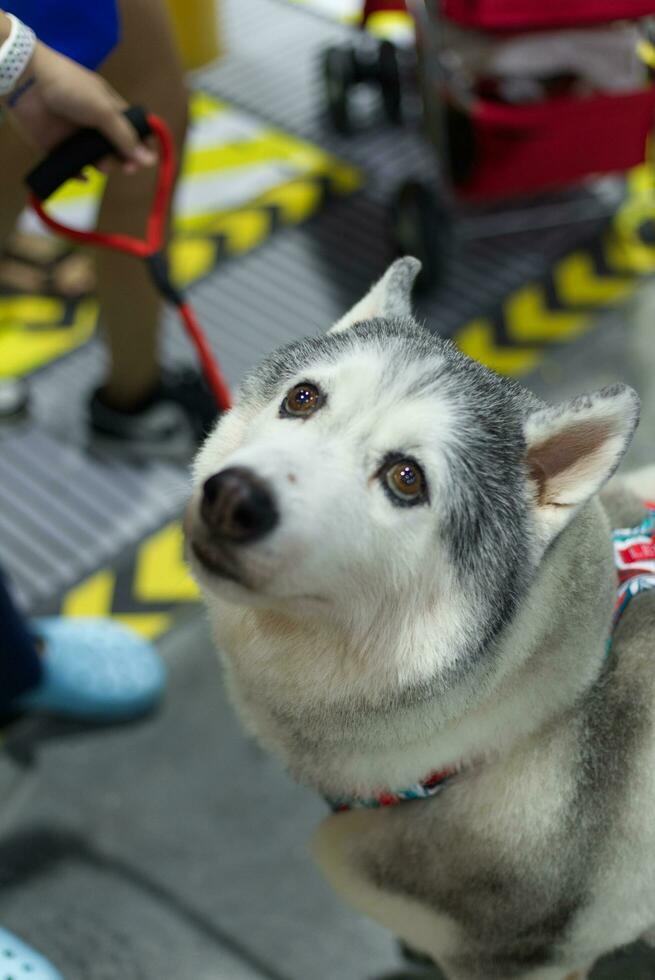 old cute Siberian Husky dog look up sitting on the floor photo