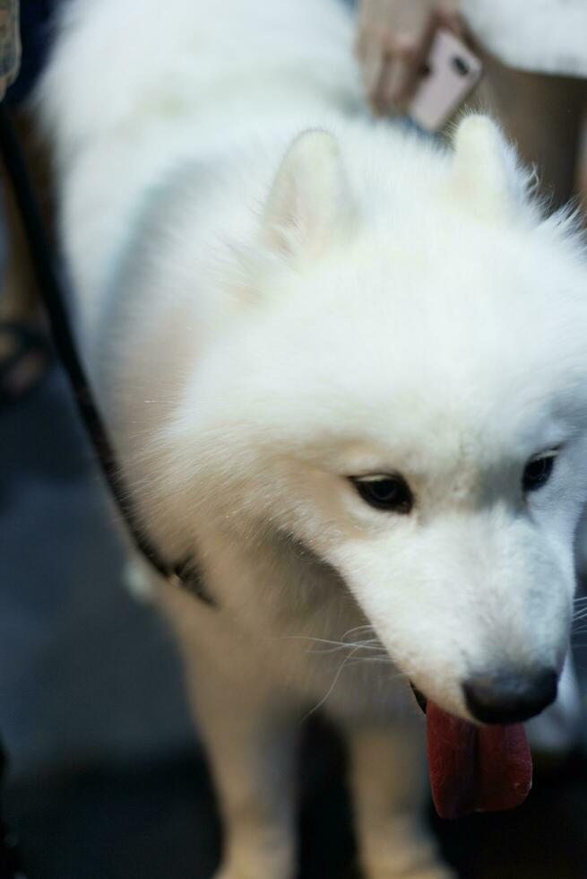 cerca arriba encantador Samoyedo perro mirando arriba con linda cara foto