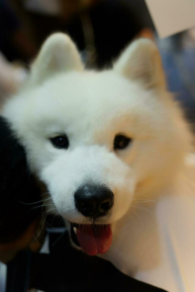 cerca arriba encantador Samoyedo perro mirando arriba con linda cara foto