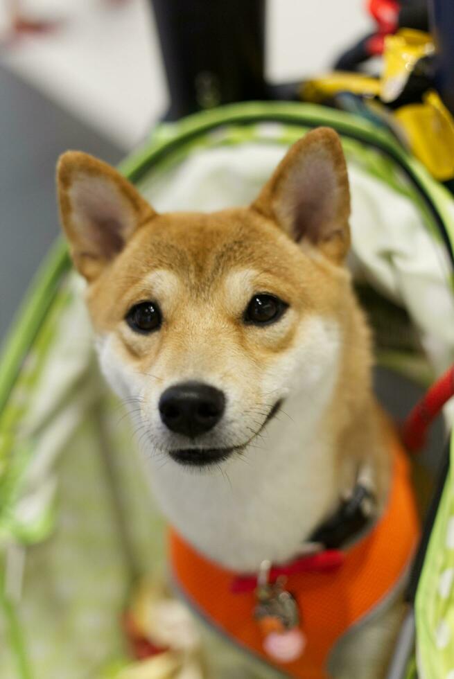 close up lovely white brown Shiba Inu dog looking up with cute face in the dog cart photo