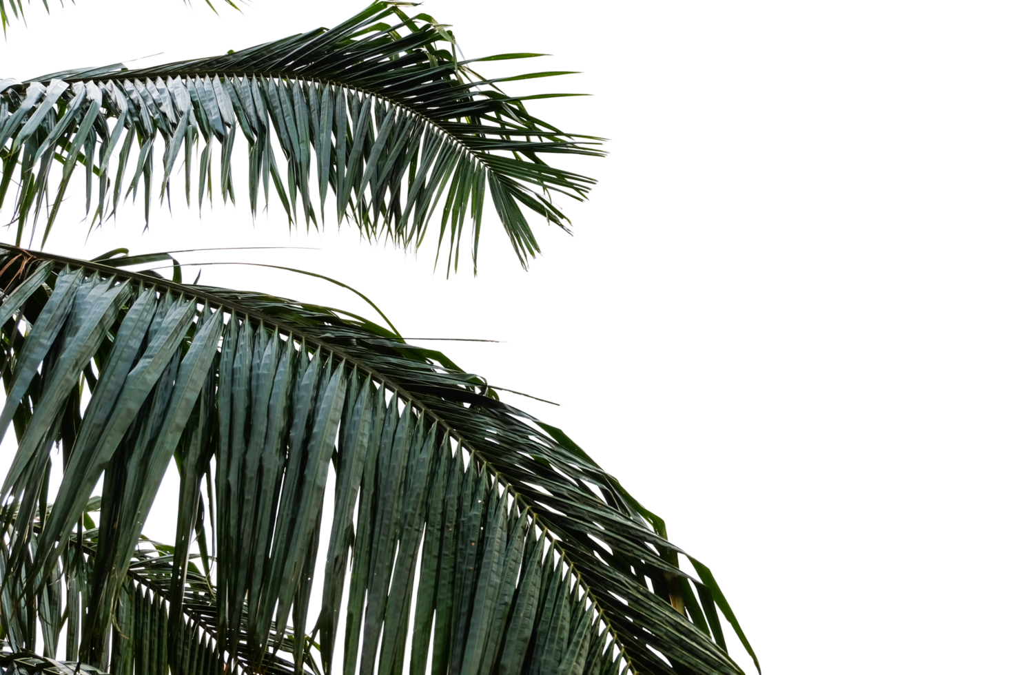 Palm leaf on foreground png
