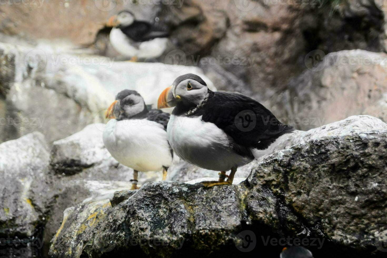 Puffins in the zoo photo