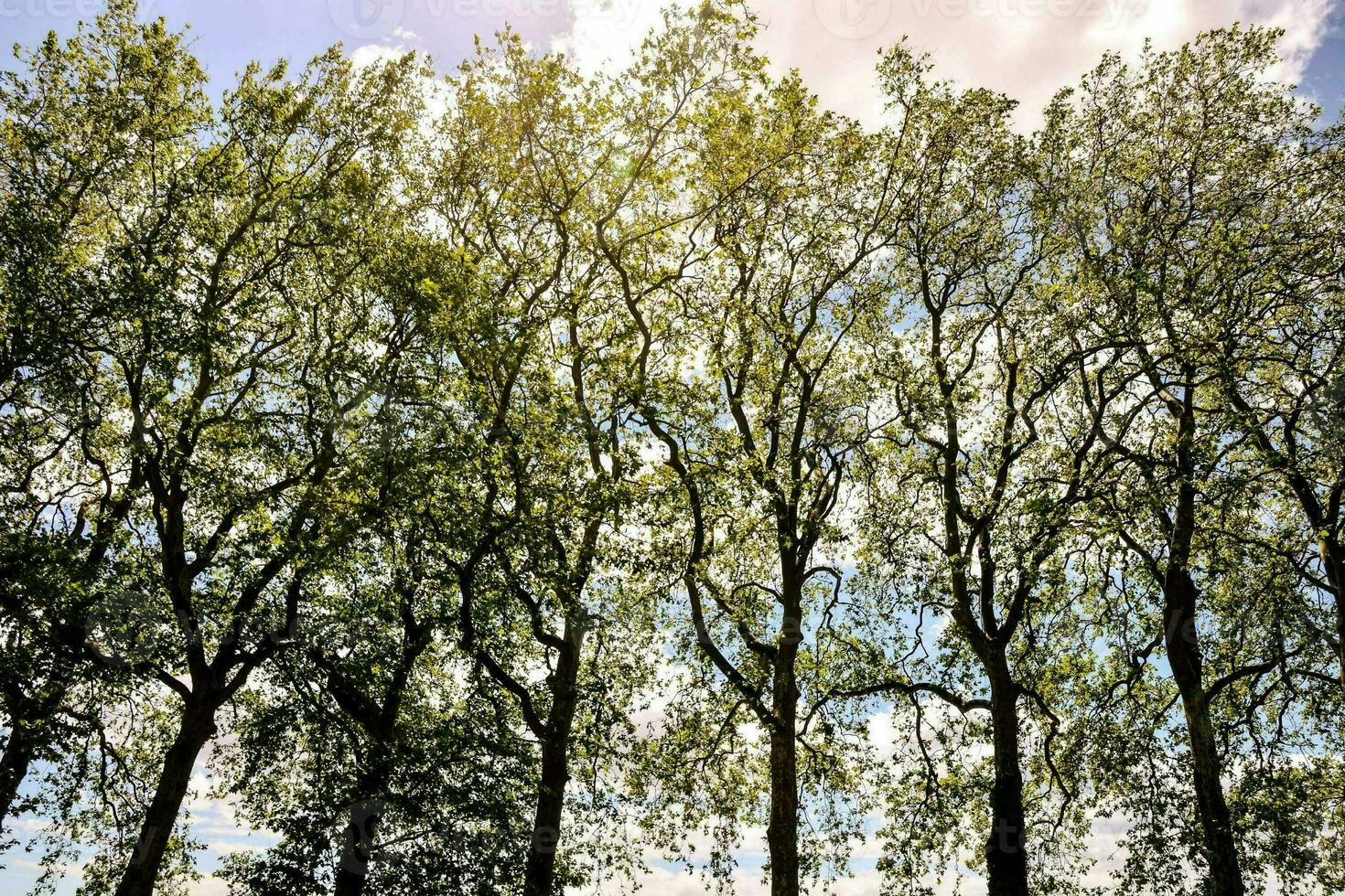 vista al bosque con arboles foto