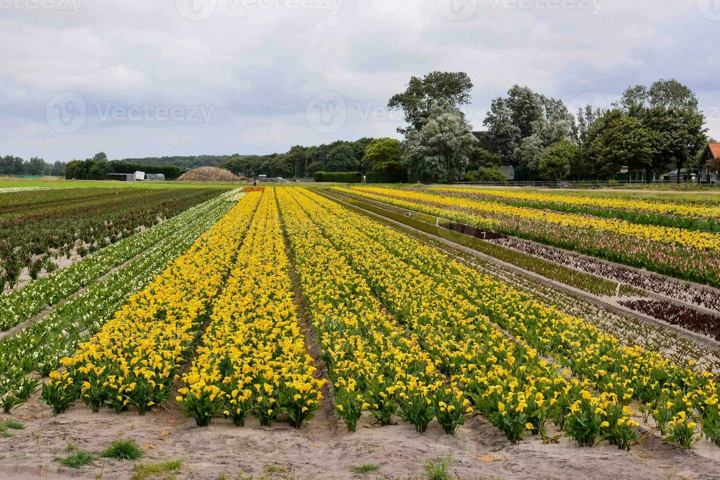 campo con flores foto