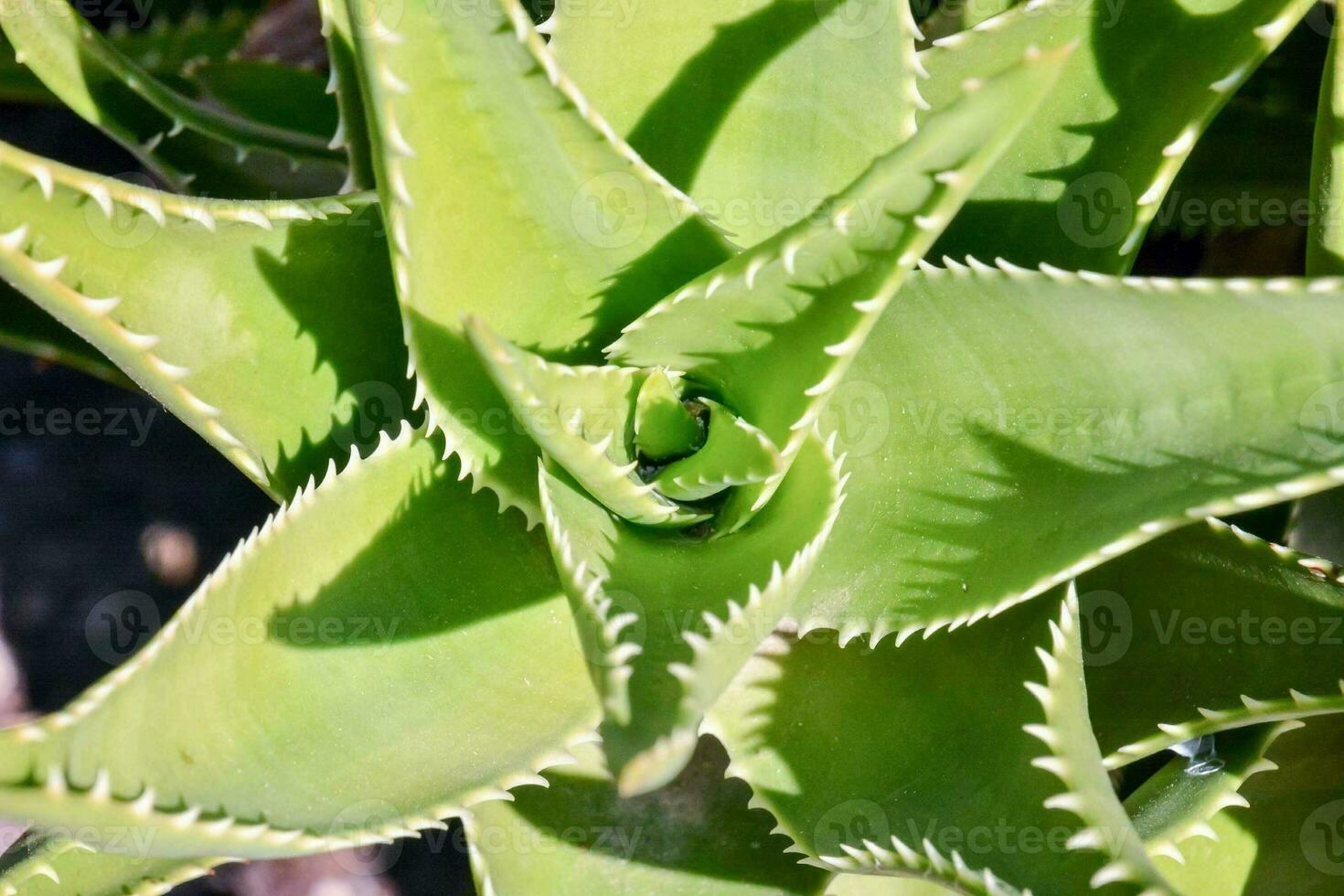 Succulent-family plant close-up photo