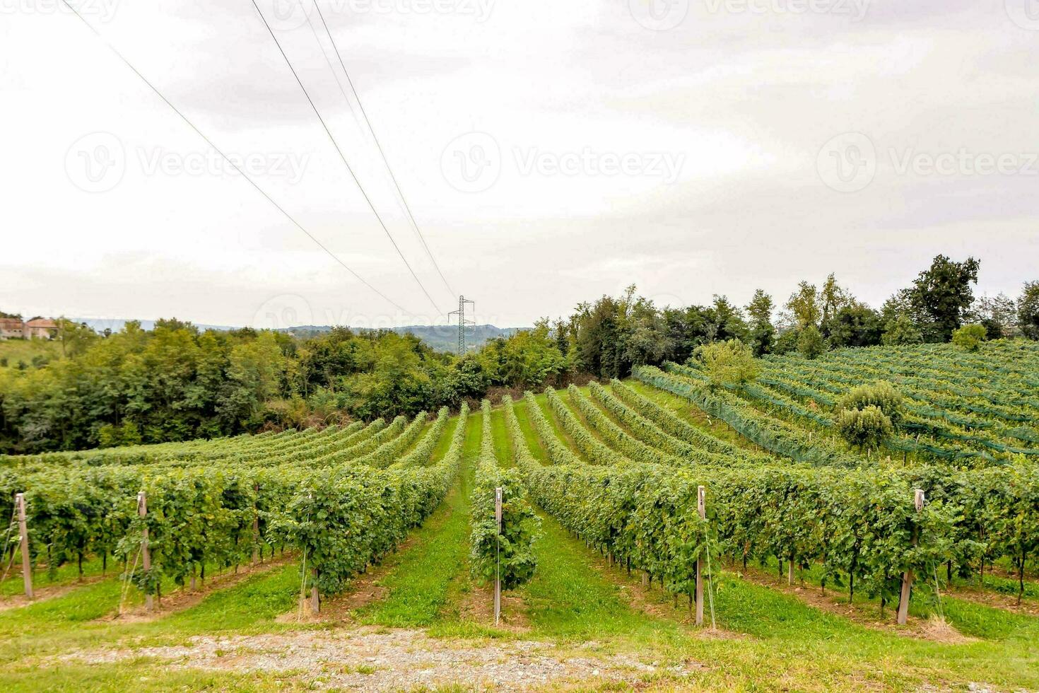 Vineyard farm view photo