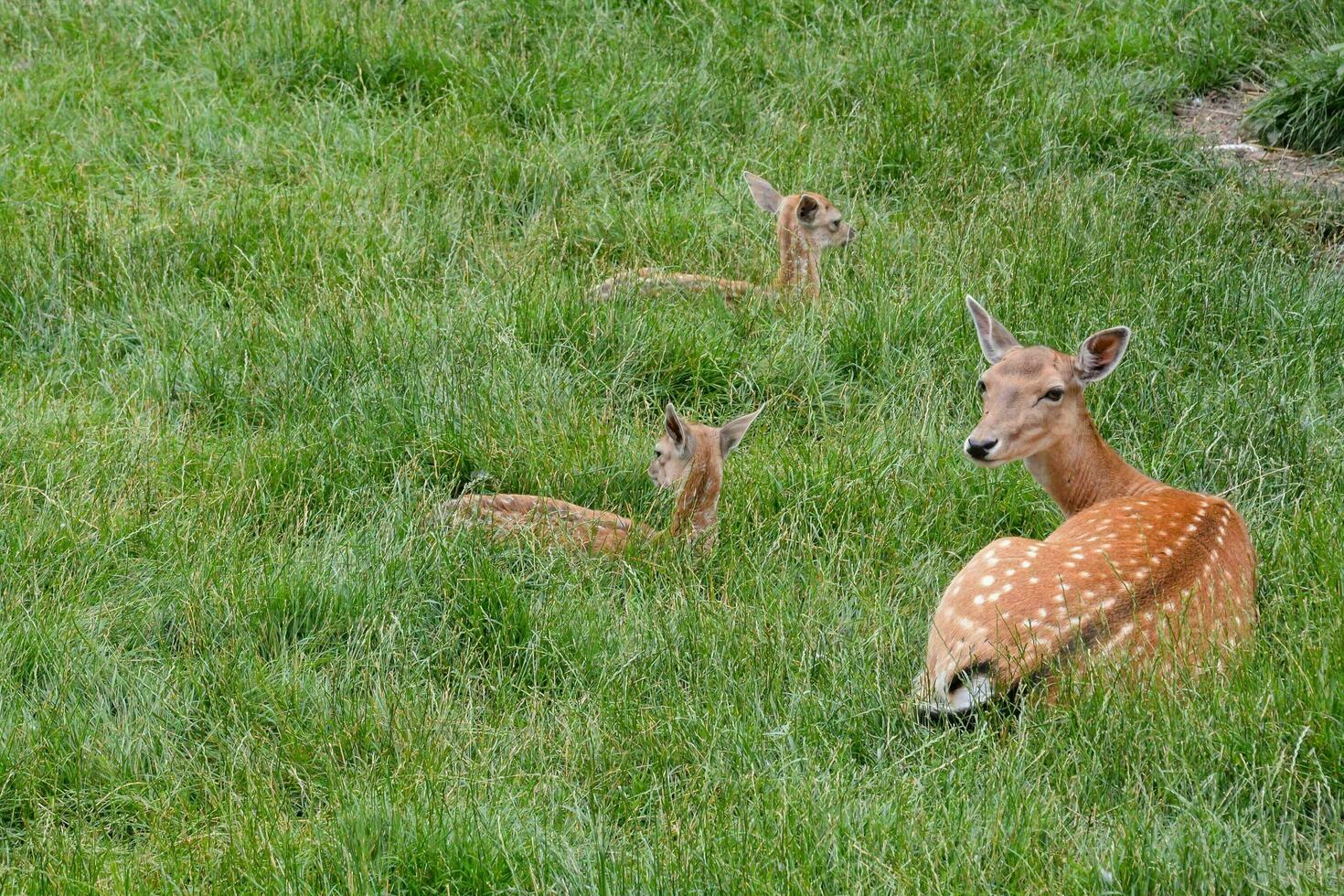 Wild deer animal photo