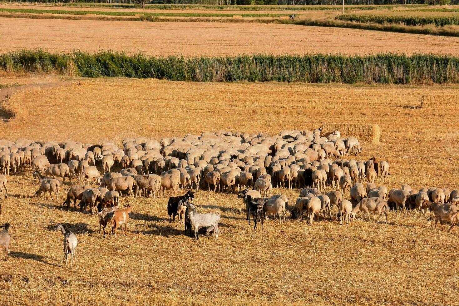 Pasture with cows photo