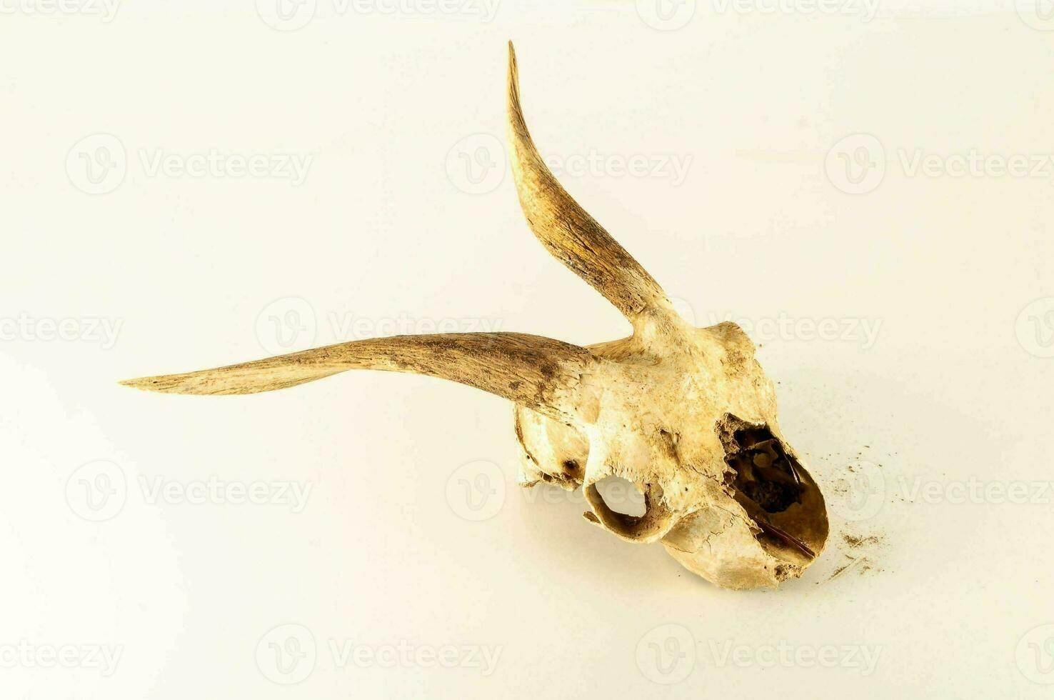 Ram skull on white background photo