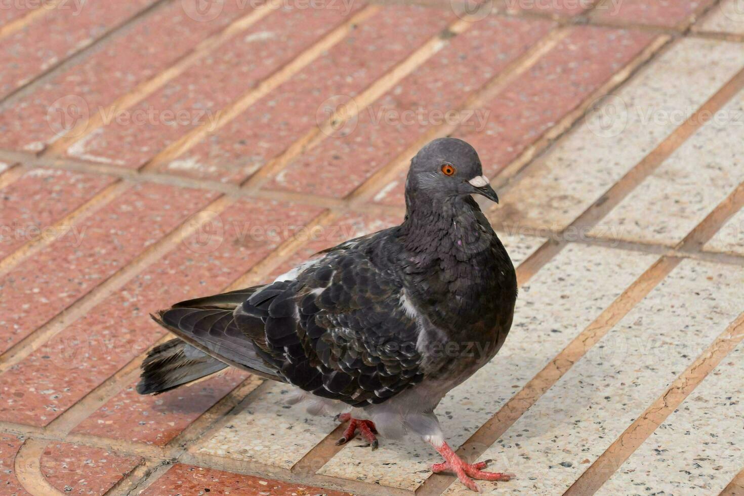 Solo street pigeon photo