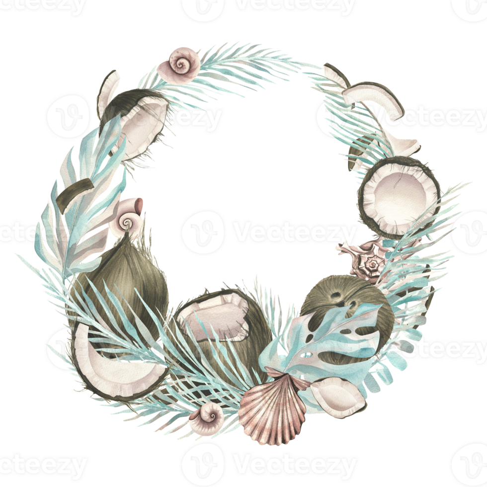 Whole coconuts and slices with tropical palm leaves and seashells. Watercolor illustration. Wreath png