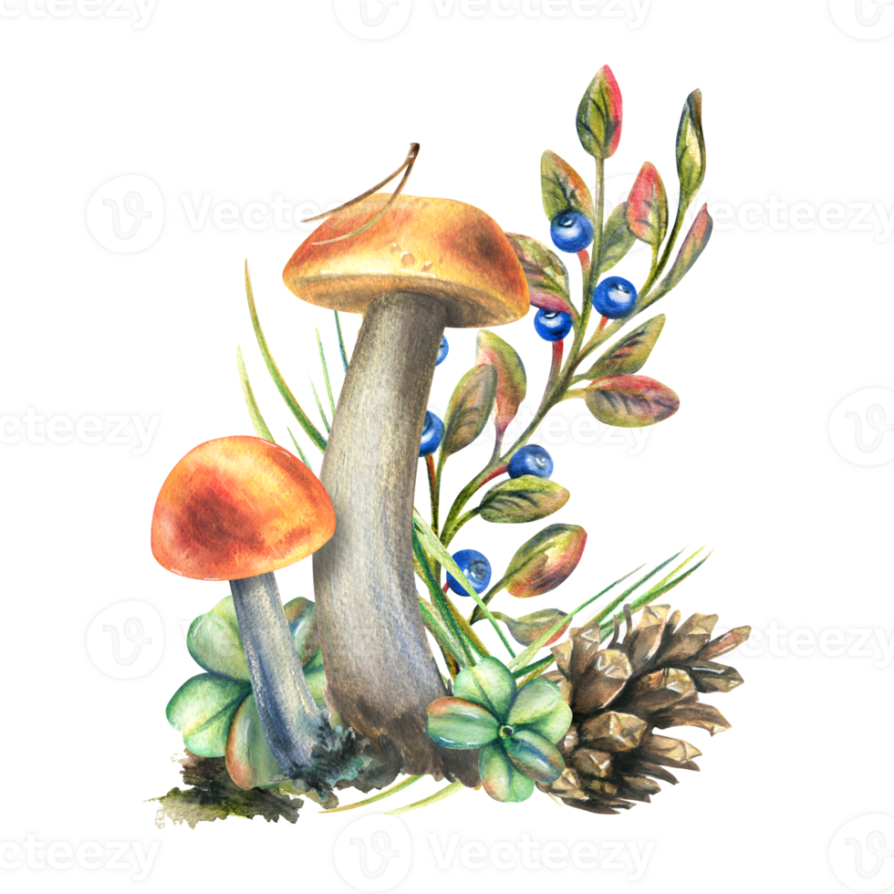 Mushrooms forest boletus with grass, blueberries, moss and cone