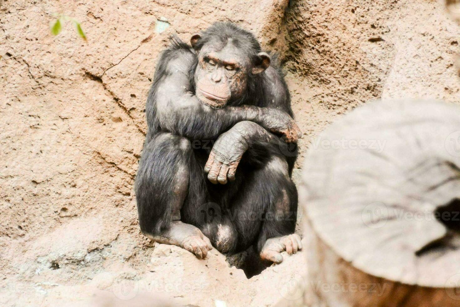 Sad monkey in the zoo photo
