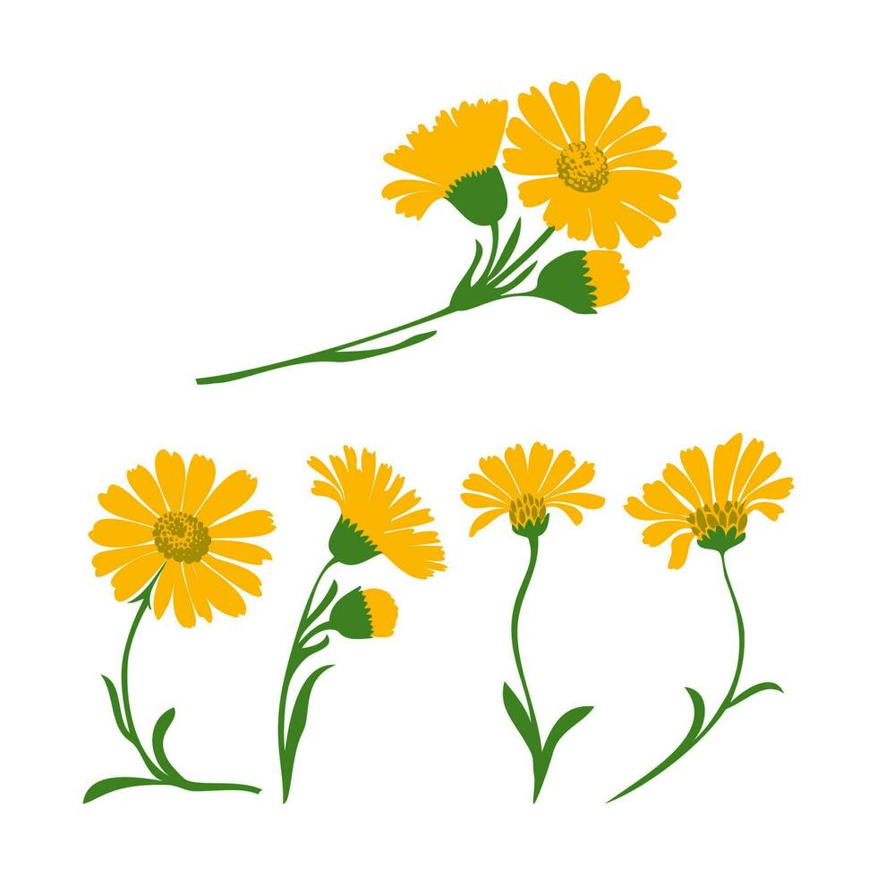 Dandelion plants set isolated on white background vector illustration. Daisy branch with yellow flower and green leaf. Graphic design for greeting, banner, holiday, celebration, fashion, art, website,