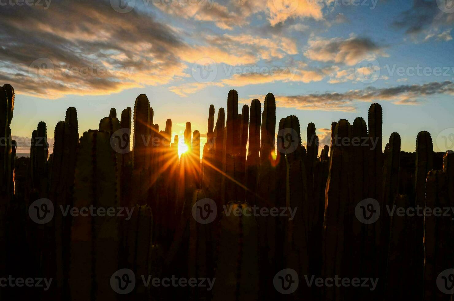 Desert plants over the sunset photo