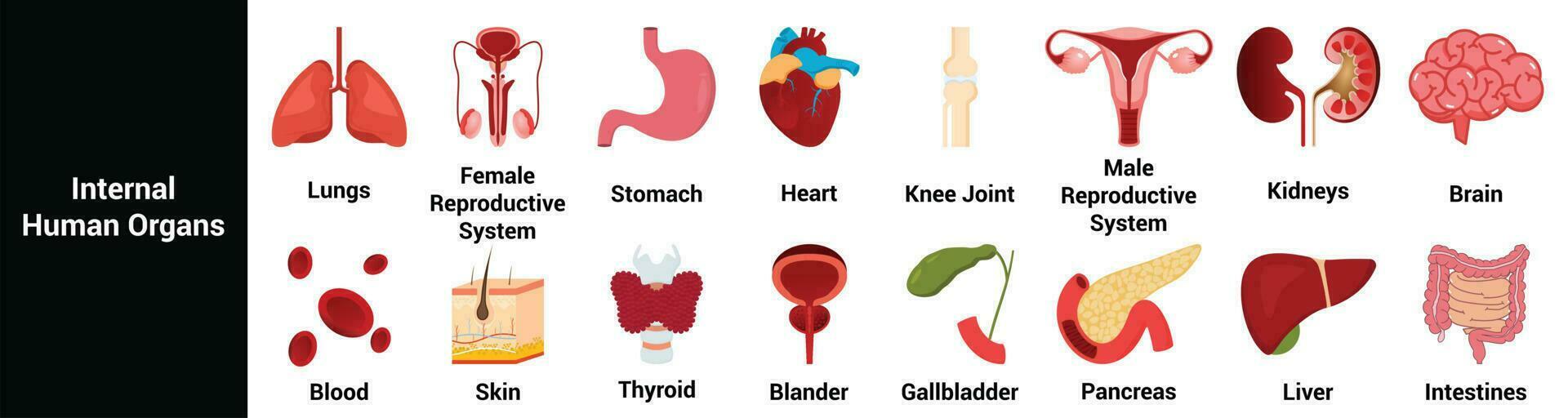 Human internal organs.Set of icons. Isolated on white background vector