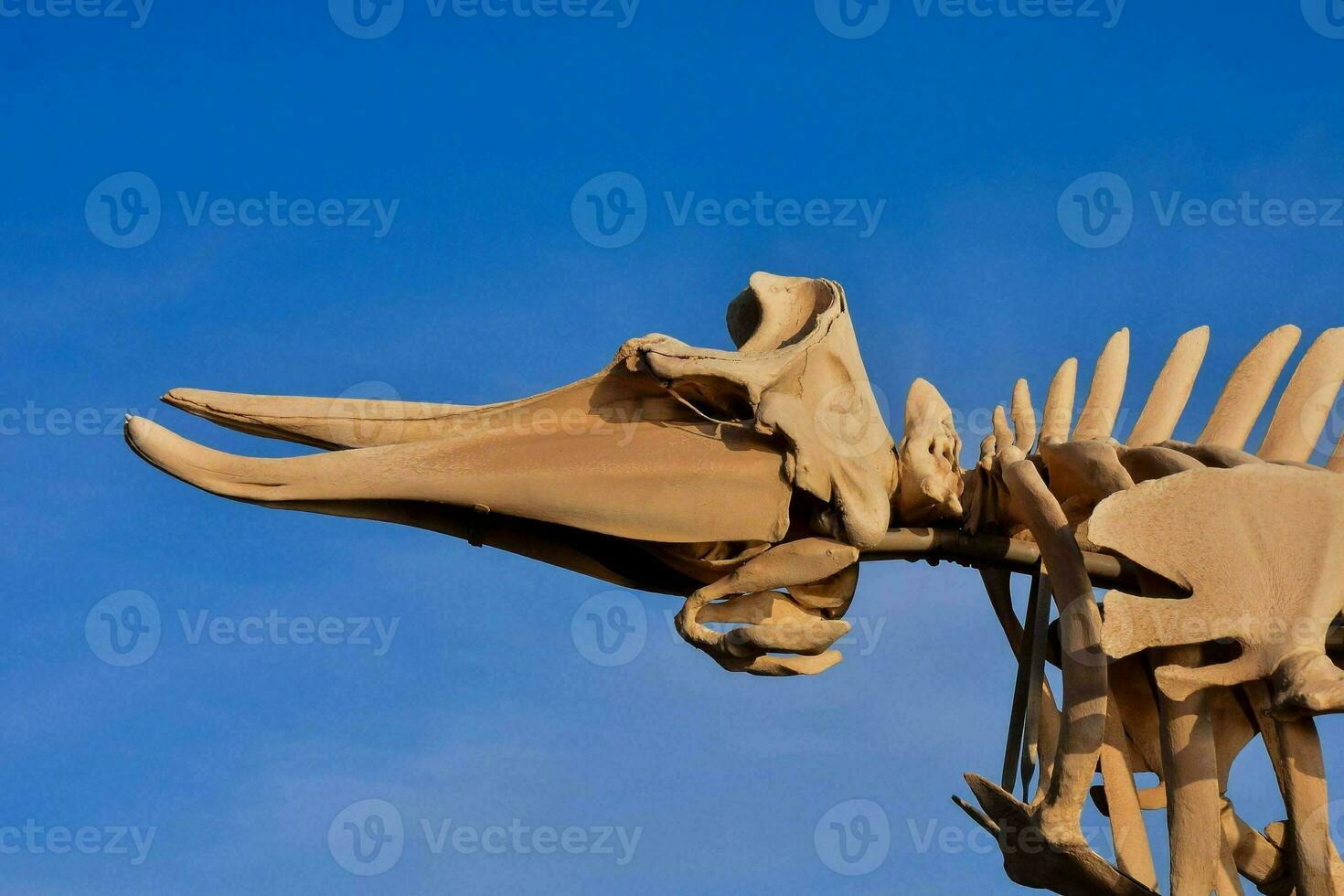 Dry Whale Mammal Skeleton photo