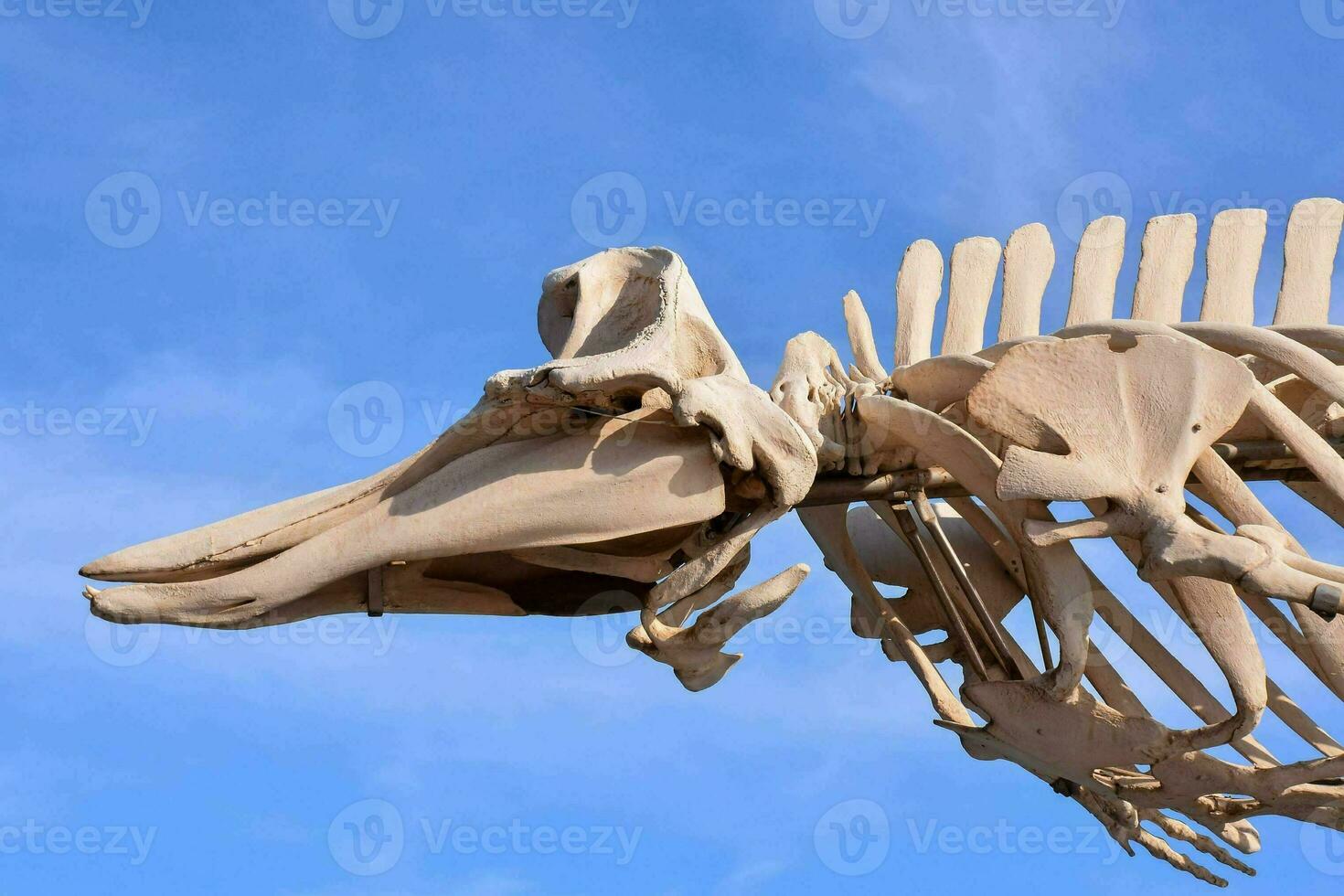 Dry Whale Mammal Skeleton photo