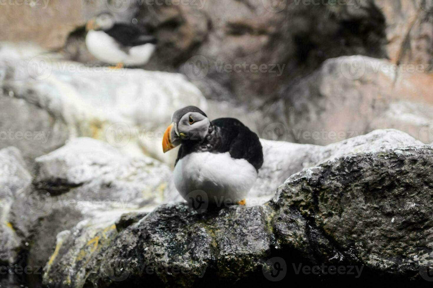 Puffin in the zoo photo