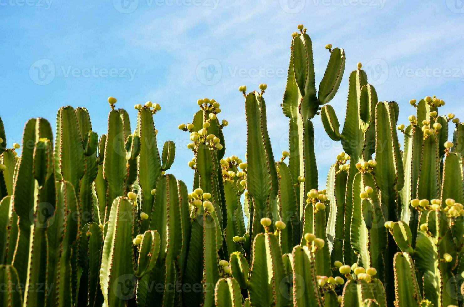 primer plano de la planta verde foto