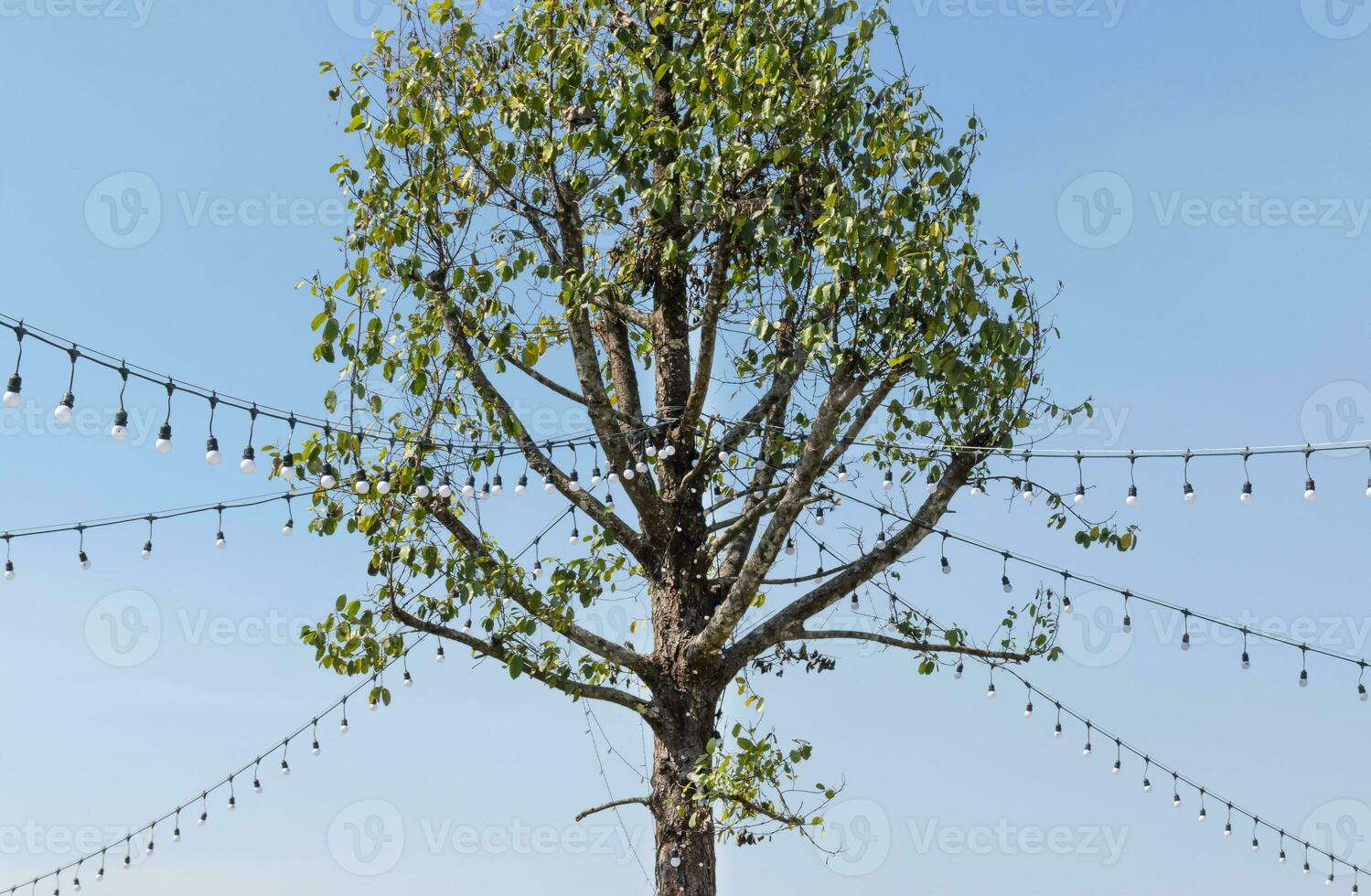 Wire light bulb on tree photo