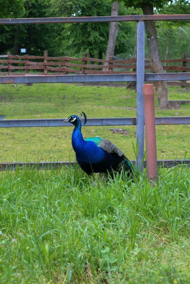 Peacock bird in a local enviroment located in Targul Mures. photo