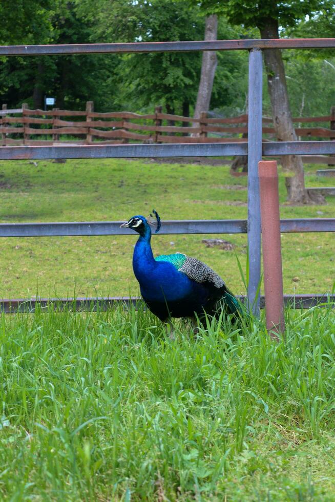 Peacock bird in a local enviroment located in Targul Mures. photo