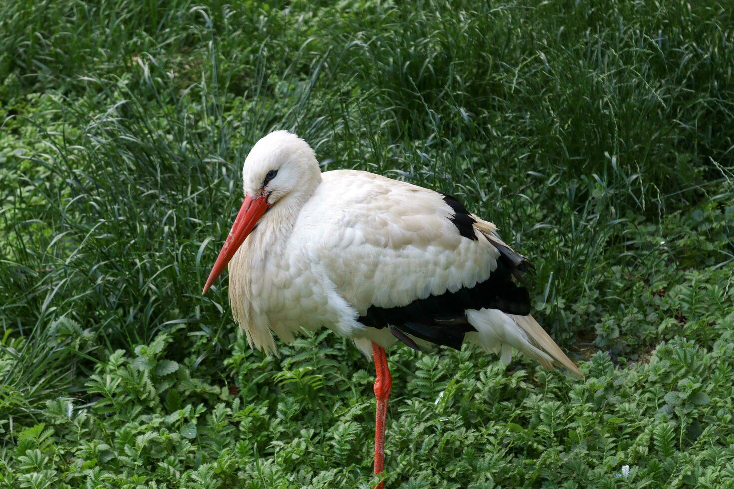 Picture showing a white stork sitting on one leg photo