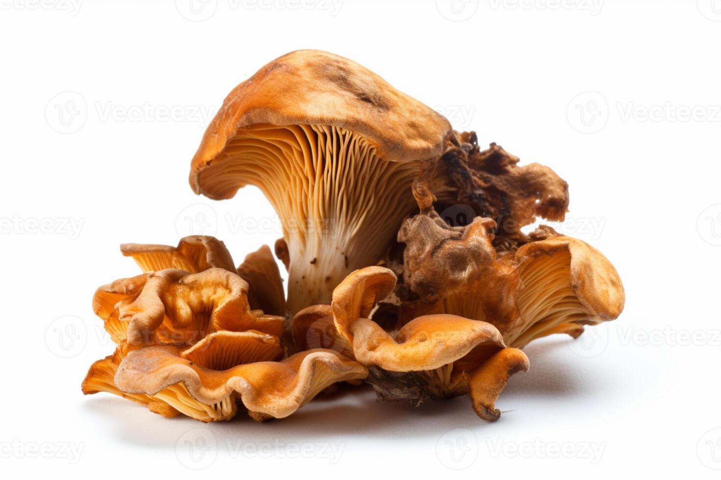 Tinder fungus or commonly also called horse hoof fungus on white background. photo