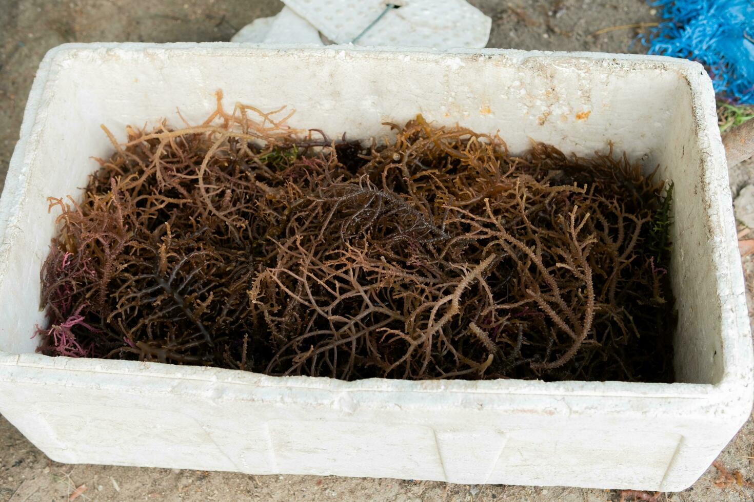 Freshly harvested seaweed. Gigartina pistillata is an edible red seaweed from the Gigartina family photo