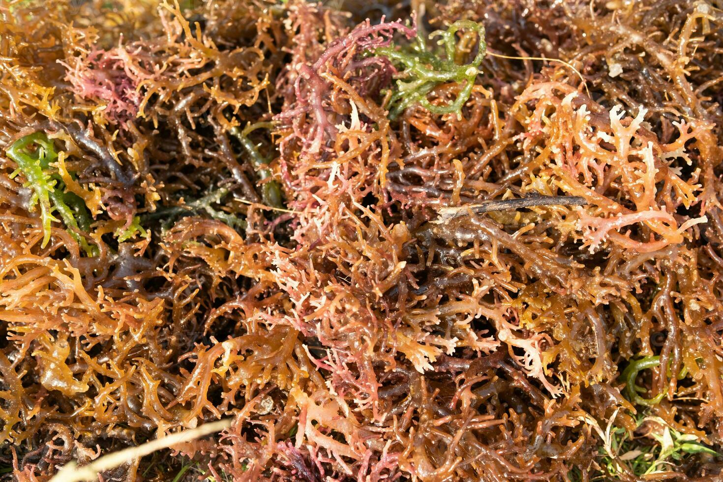 algas marinas el secado. gigartina pistillata es un comestible rojo algas marinas en el gigartina familia foto