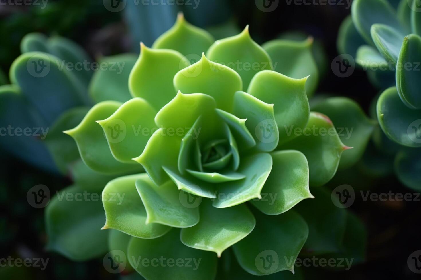 Echeveria green succulent plant macro, top view, photo