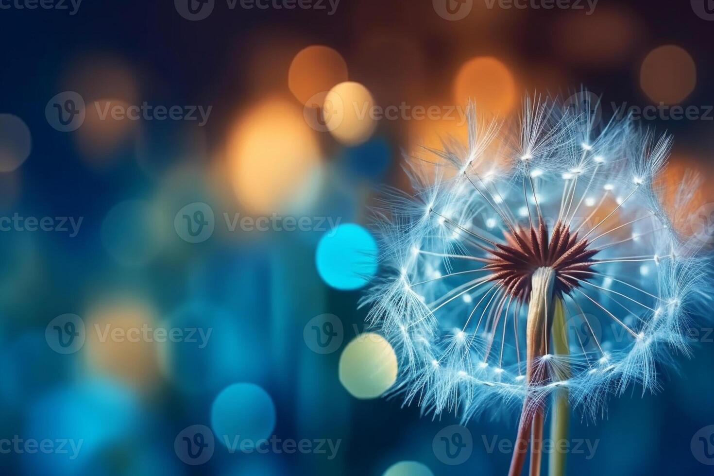 Dandelion with droplets of water on a blue and turquoise beautiful background, photo