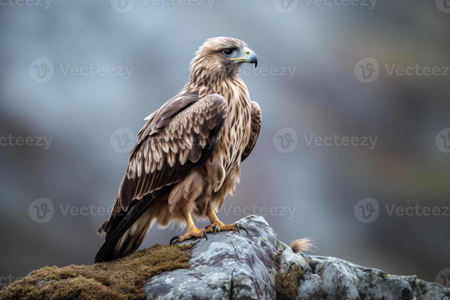 An eagle perched on a mountain rock. photo