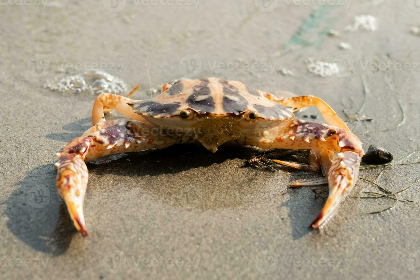 Cute red crab on the sandy beach. Crab floating at low tide photo