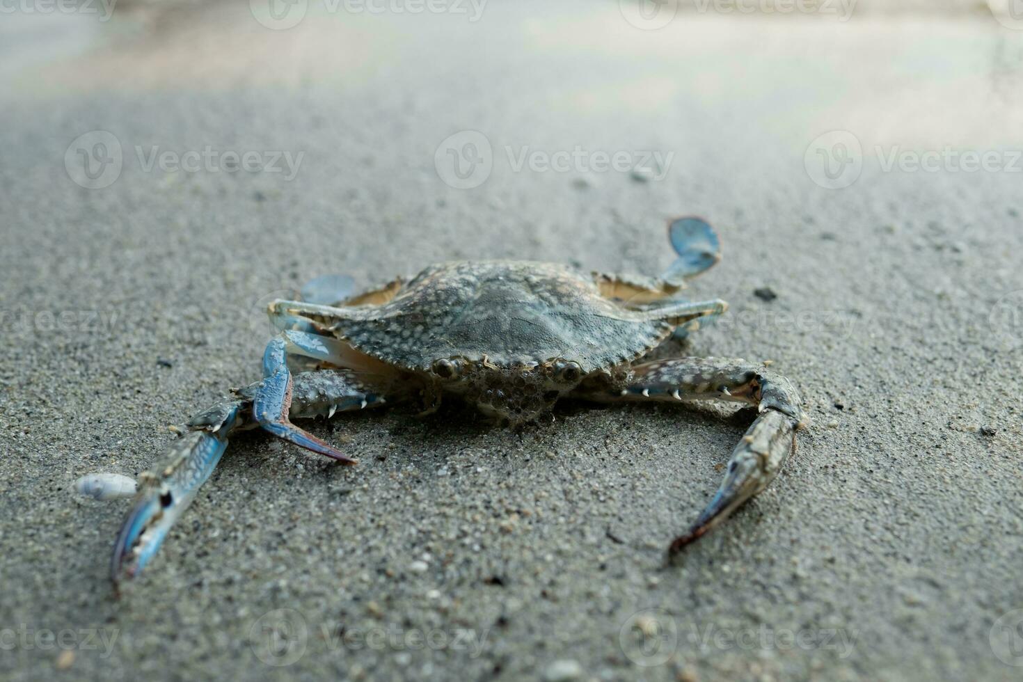 Blue crab floating on the beach. floating crabs at low tide photo